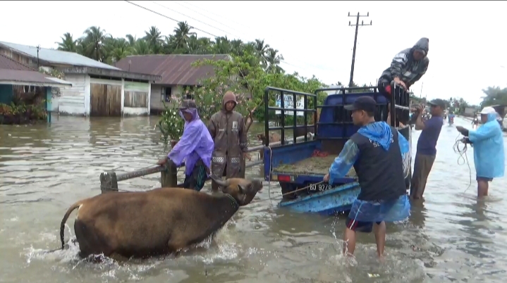 Kandang Terendam Banjir, 54 Hewan Kurban di Kota Bengkulu Dievakuasi
