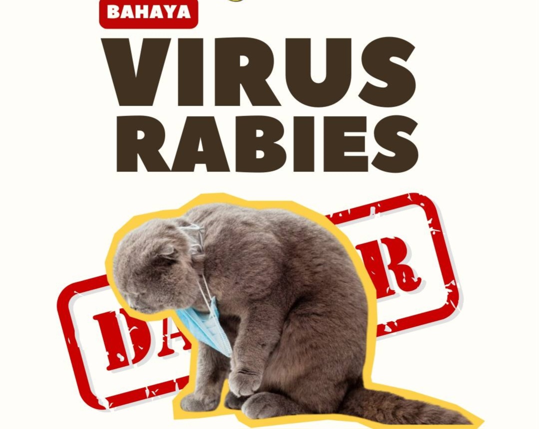 Bahaya Virus Rabies pada Kucing dan Tips Efektif Mencegahnya