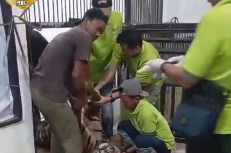 Harimau Sumatra Mati di Lembah Hijau Lampung, BKSDA Bengkulu Ungkap Penyebabnya
