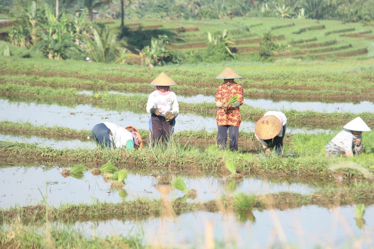 306 Petani Bengkulu Utara Dicoret dari Penerima Pupuk Subsidi 2025, Apa Penyebabnya?