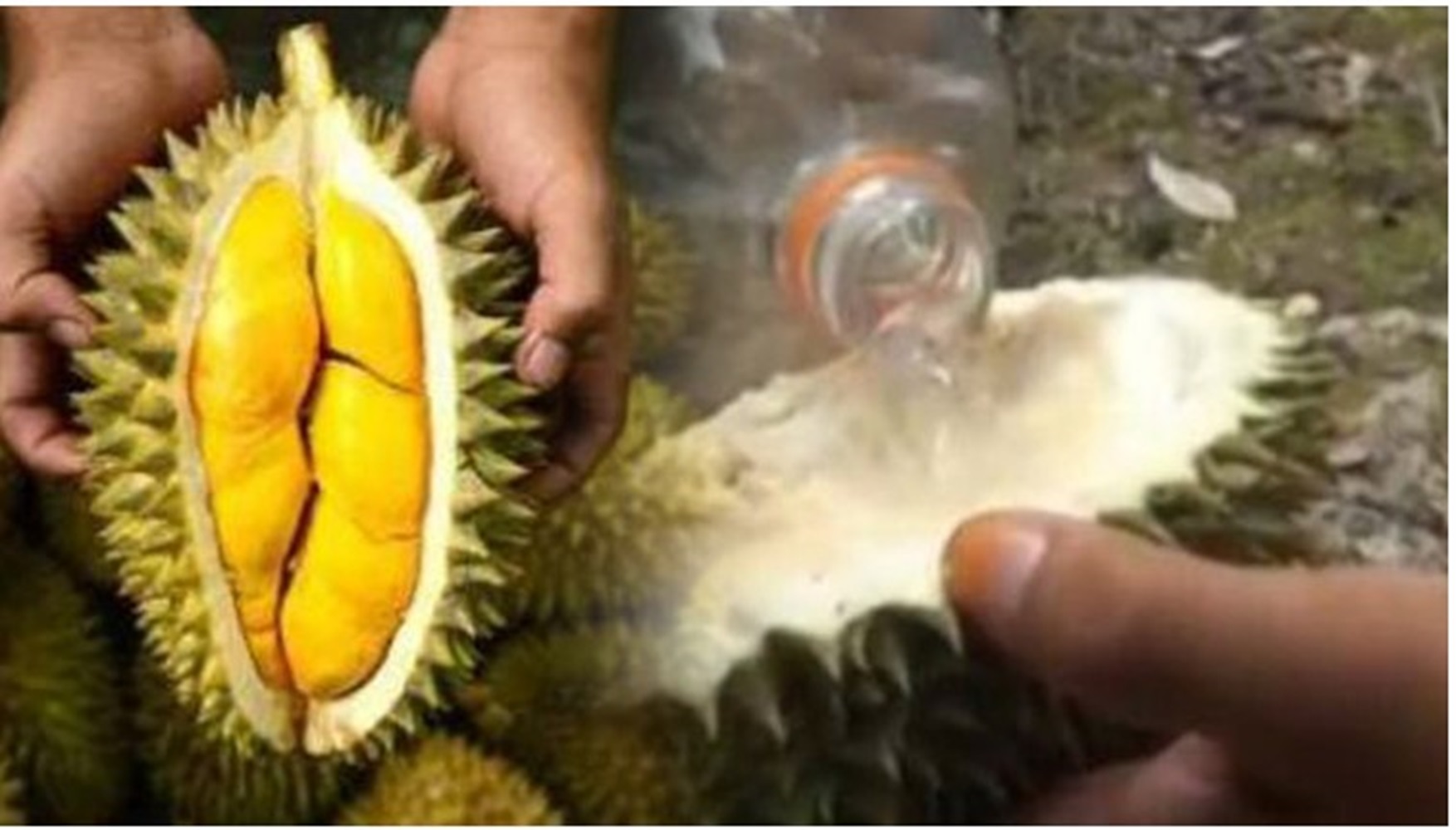 6 Cara Atasi Mabuk Durian, Minum Air Putih Ditambahkan Garam, Minum dari Kulit Buah Durian