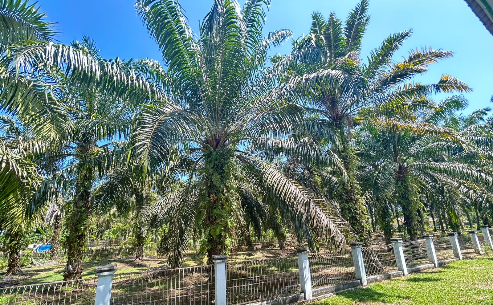 Harga TBS Sawit di Mukomuko Naik Awal Agustus 2025, Tertinggi Tembus Rp 2.950 per Kg