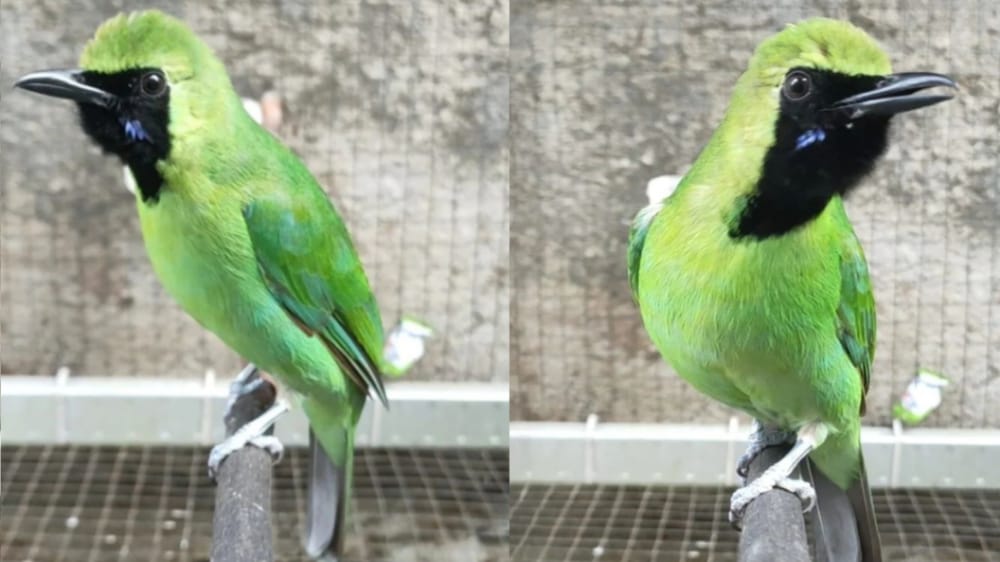 Cucak Hijau, Burung Kicau Populer Setelah Murai Batu, Berikut Fakta Uniknya!