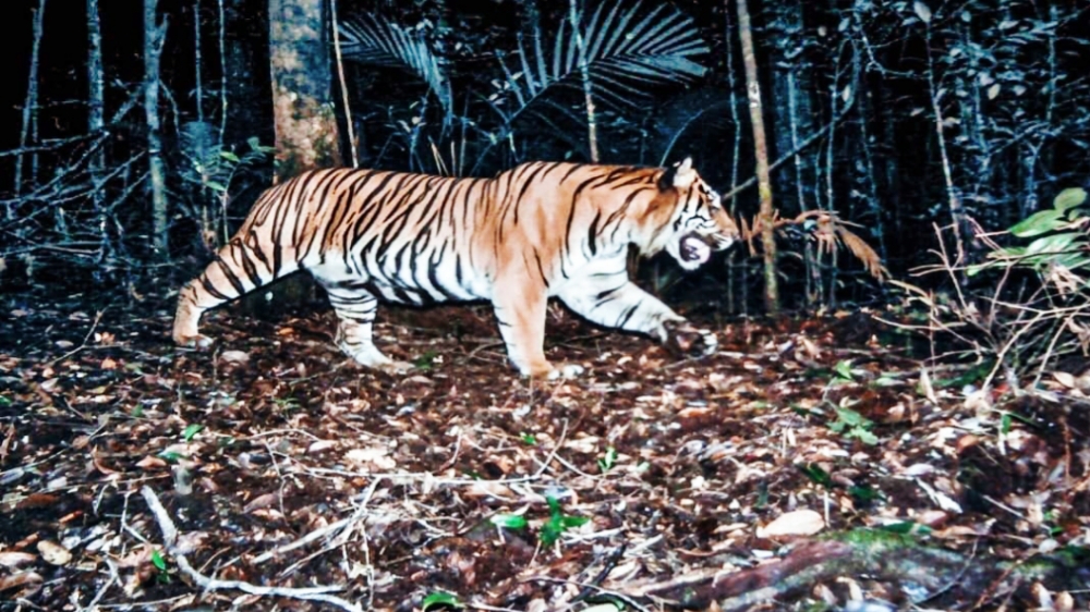 4 Mitos Khasiat Harimau untuk Kesehatan Manusia, Terbukti Kebenarannya?