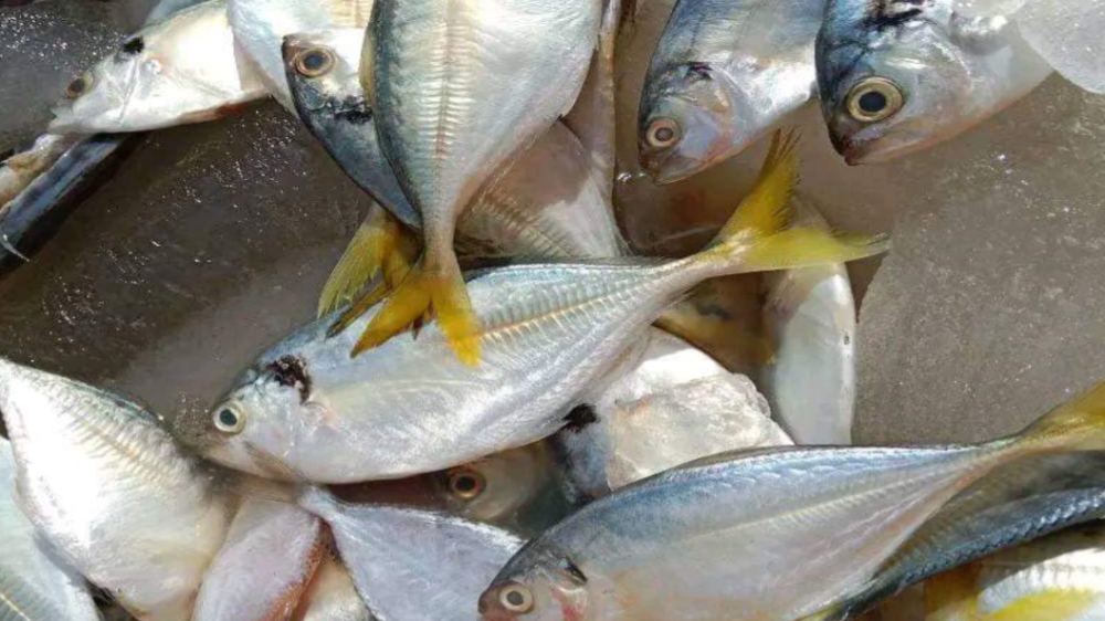 Beberapa Ikan yang Mengandung Purin Tinggi, Harus Dihindari Penderita Asam Urat