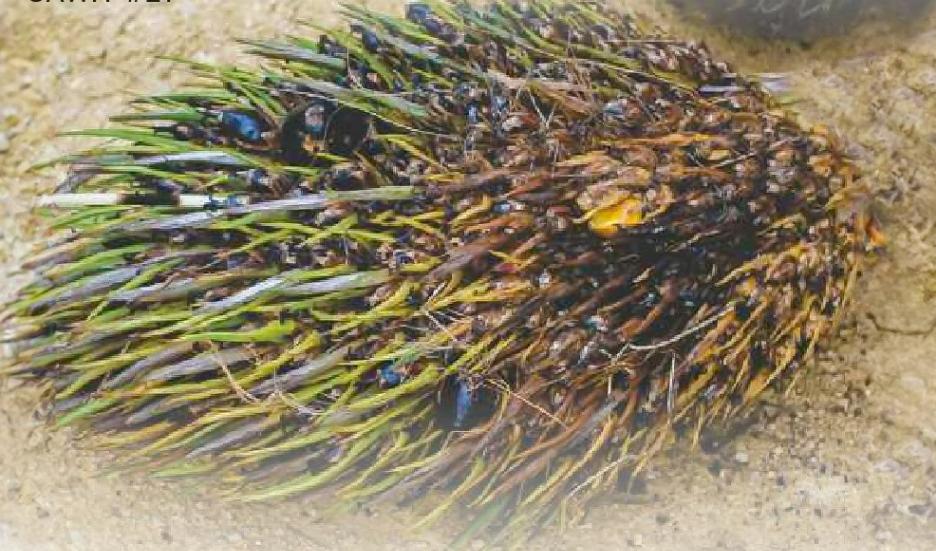 6 Penyebab Tanaman Kelapa Sawit Berbuah Landak, Berikut Cara Pengelolaan dan Penanganannya