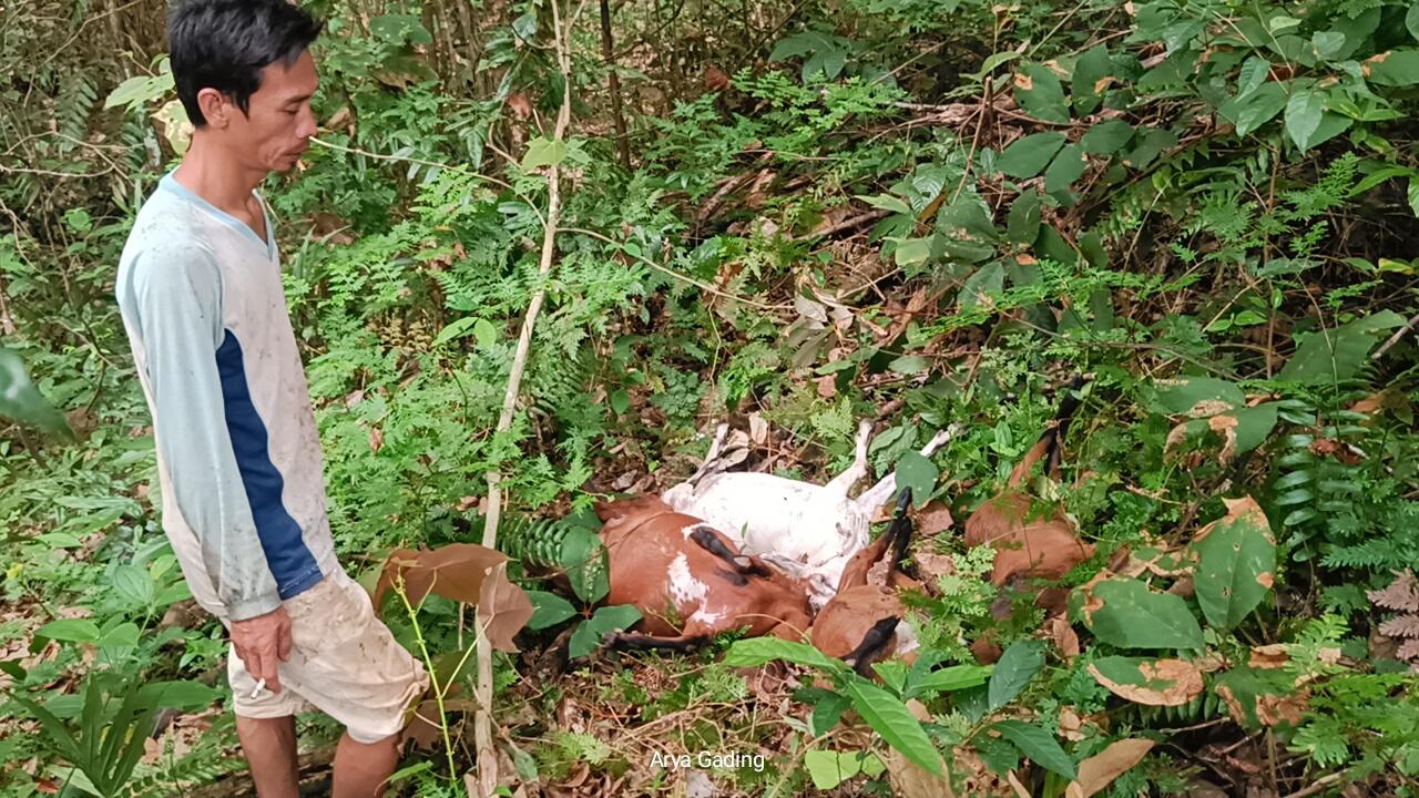 Serangan Hewan Buas Kembali Terjadi di Seluma, 5 Kambing Mati, Warga Resah!