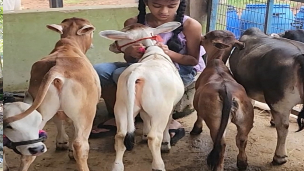 Sapi Punganur, Sapi Kerdil Miliki Manfaat Obat dan Kandungan Lemak Susu yang Tinggi