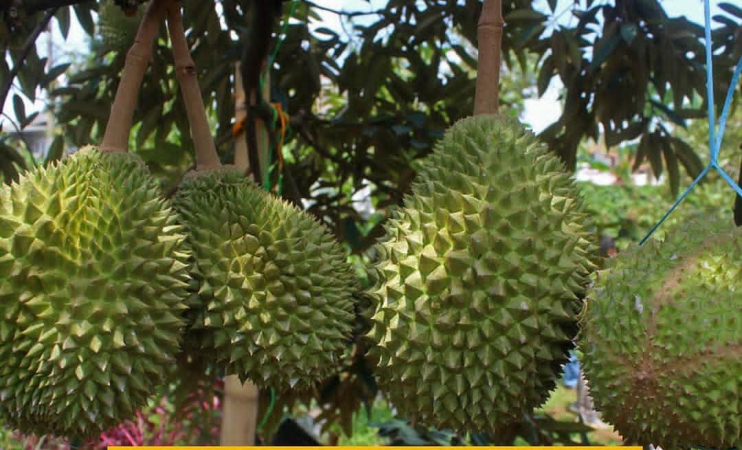 7 Tips Merawat Buah Durian Musang King yang Benar agar Hasilkan Rasa dan Kualitas Terbaik