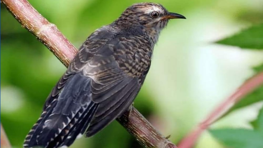 Mitos Burung Kedasih: Burung Parasit Pembawa Kabar Buruk, Kicauannya Pertanda Datangnya Bala