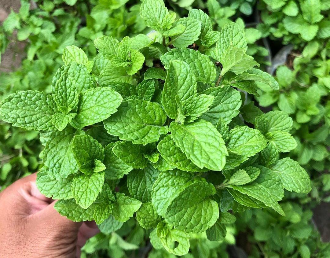 10 Manfaat Daun Mint untuk Kesehatan: Meredakan Sakit Kepala hingga Meningkatkan Kualitas Tidur