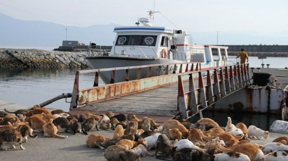 6 Fakta Unik Tentang Pulau Aoshima, Populasi Kucing Lebih Banyak dari Manusia