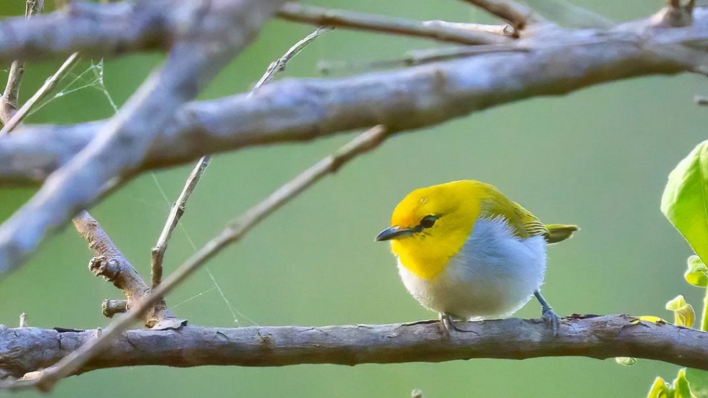 Fakta Unik Tentang Burung Pleci Wallacea Kepala Emas