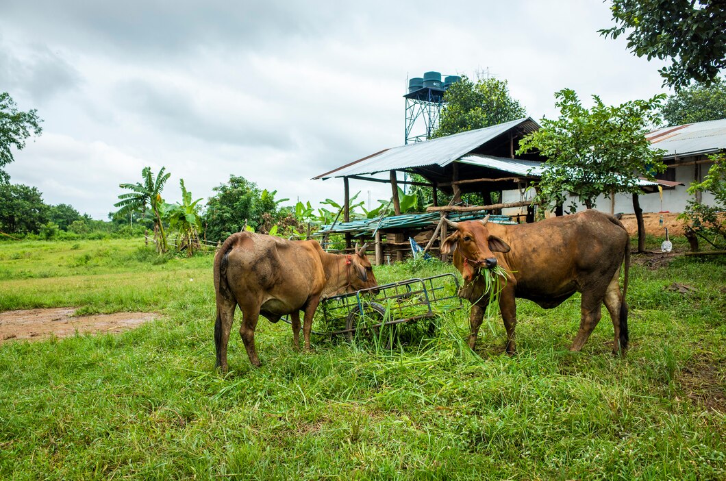 250 Dosis Vaksin Jembrana untuk Sapi di Rejang Lebong