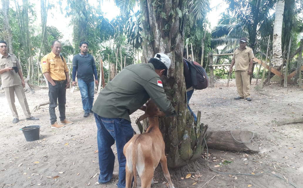 Tanggapi Serius PMK, Pemkab Seluma Vaksinasi 2.600 Sapi di Seluruh Kecamatan