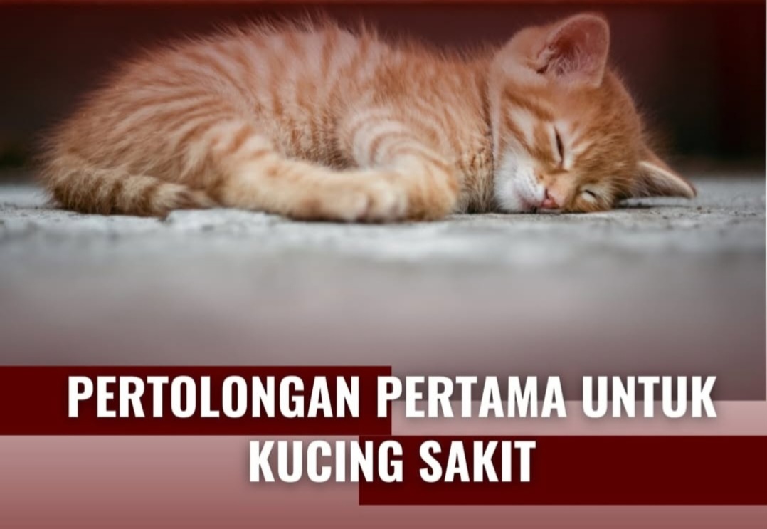 Si Kucing Sakit? Ini Langkah Pertolongan Pertama yang Wajib Diketahui!