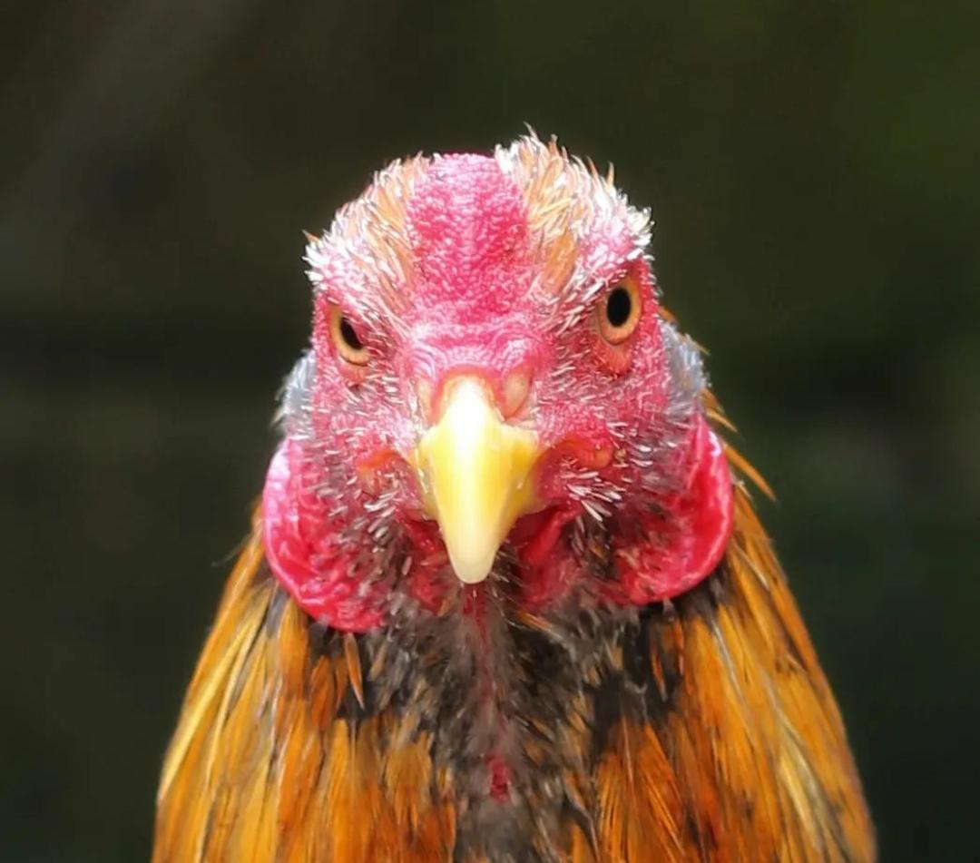 Cara Tepat Memotong Paruh Ayam Bangkok dan Merawatnya Setelah Pemotongan
