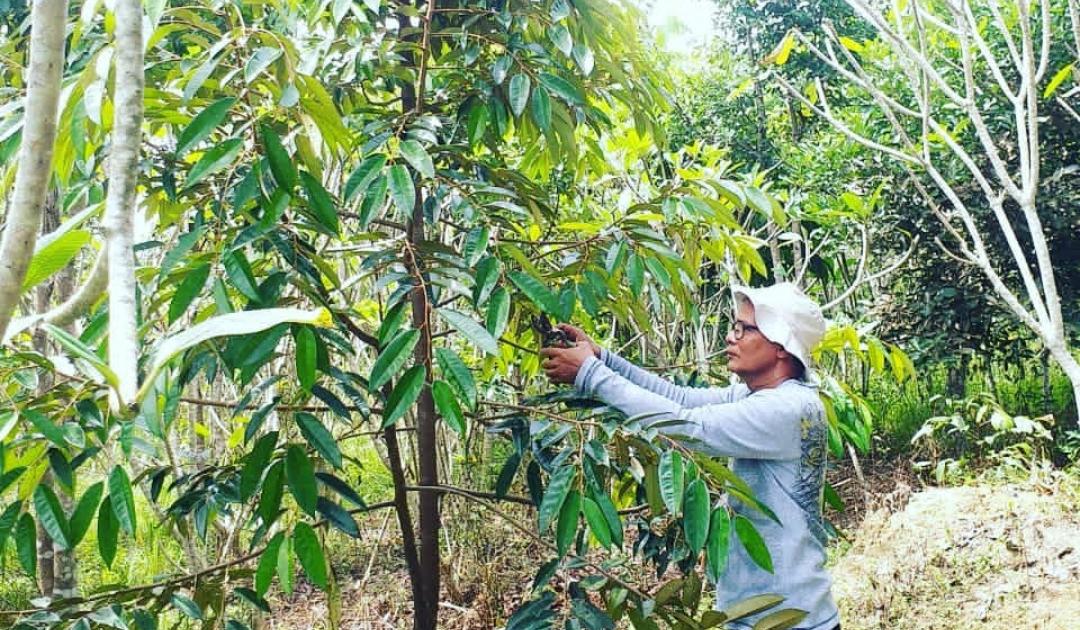 7 Tips Ampuh Memangkas Durian Musang King agar Sehat dan Produktif