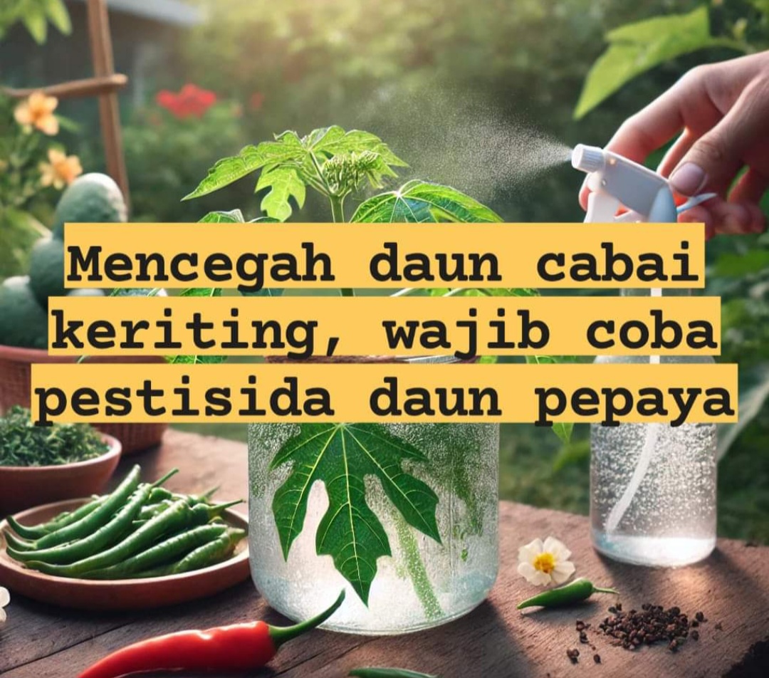 Manfaat Pestisida Alami dari Daun Pepaya untuk Tanaman Cabai dan Cara Pembuatannya