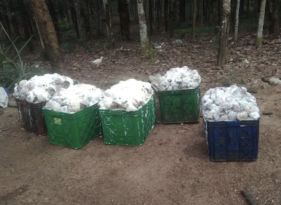 Petani Karet Seluma Terjepit: Harga Anjlok, Biaya Produksi Tak Terpenuhi