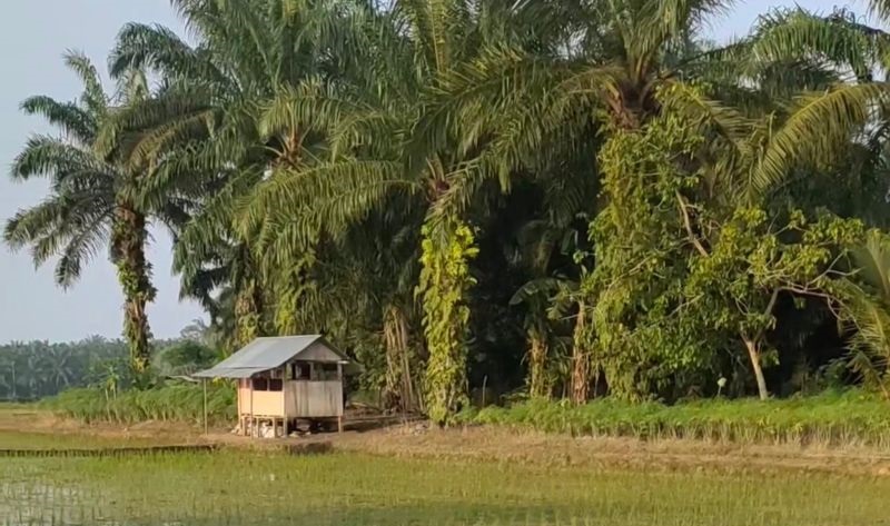 Optimalkan Lahan Kelapa Sawit, Mukomuko Usulkan Cetak Sawah Baru Seluas 400 Hektare pada 2025