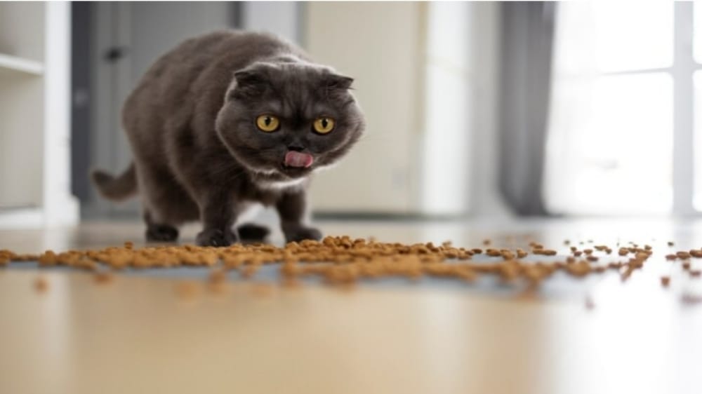 Tingkatkan Berat Badan Kucing Kesayangan dengan 5 Makanan Terbaik Ini