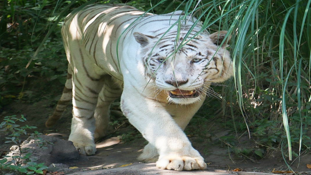 4 Fakta Unik Harimau Putih, Bukan Albino Tapi Ini Penyebabnya!