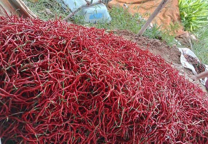 Harga Sayuran dan Cabai Merah Keriting Turun, Timun dan Buncis Hanya Rp1.000