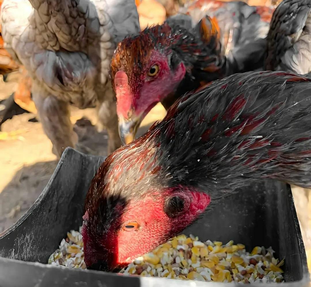 Tips Memberi dan Mengkombinasikan Pakan Ayam Bangkok Supaya Tumbuh dengan Sehat
