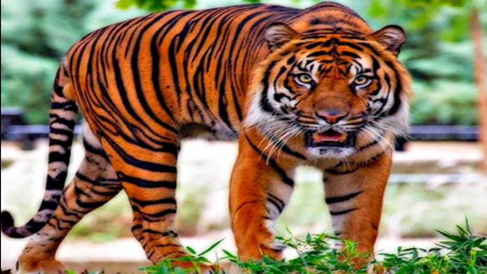 Legenda Babiat Sitelpang, Harimau Pincang Opungnya Masyarakat Suku Batak