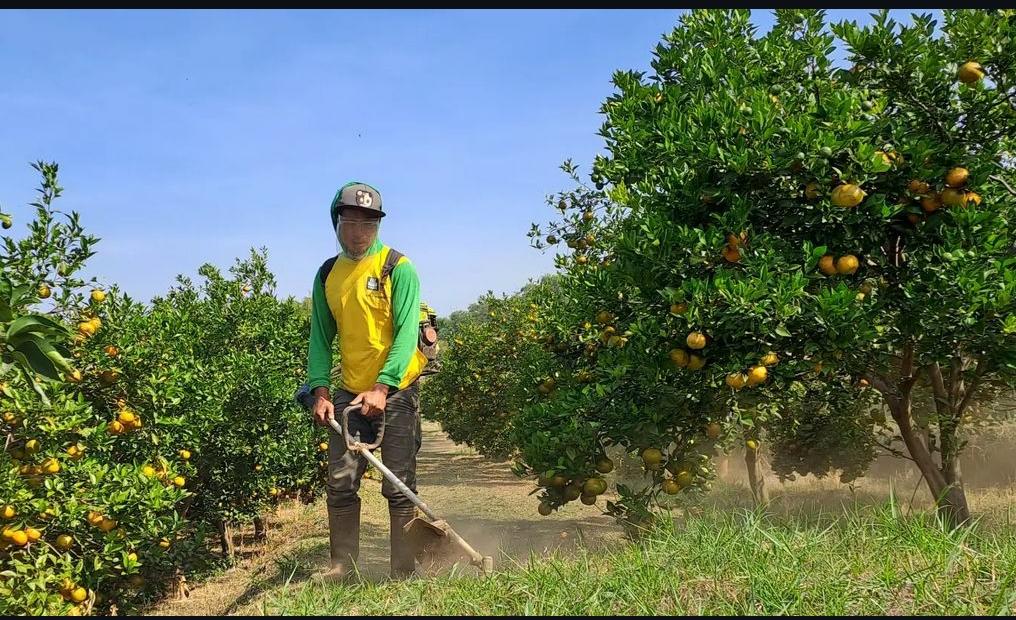 9 Cara Proses Perawatan Tanaman Jeruk Manis yang Benar