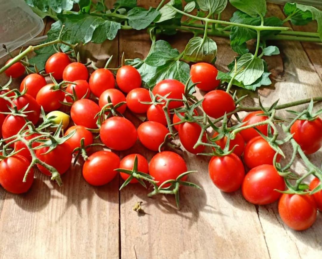 7 Manfaat Tomat Ceri untuk Kesehatan, Salah Satunya Bisa Bantu Turunkan Tekanan Darah