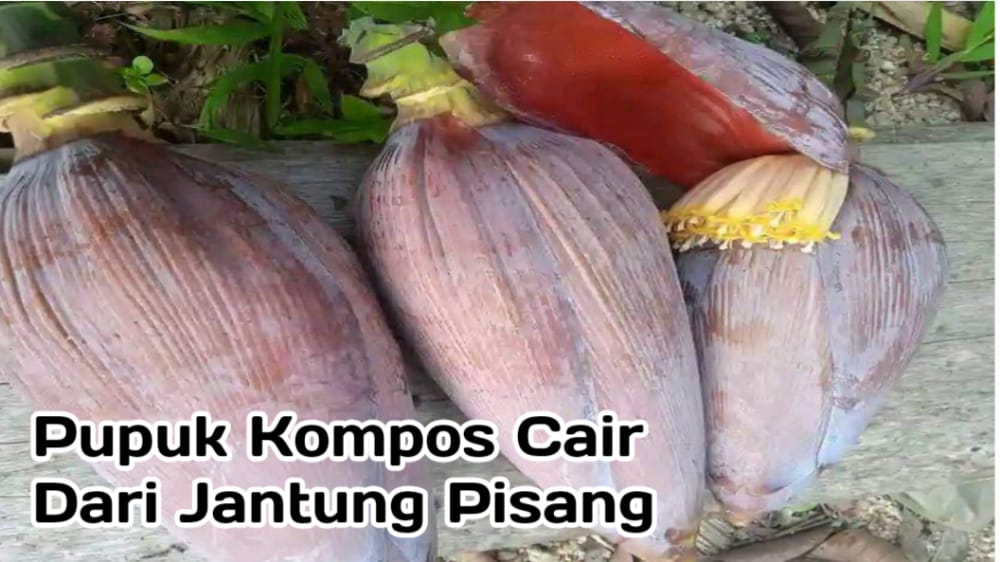 Tidak Hanya Dipakai untuk Bahan Makanan, Jantung Pisang Juga Bisa untuk Pupuk Kompos Cair