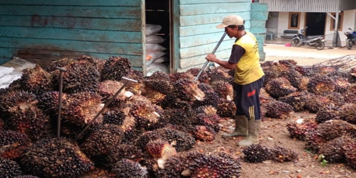 Penerima Program Replanting Menurun, 6 Ribu Hektare Lahan Kebun Kelapa Sawit Direplanting