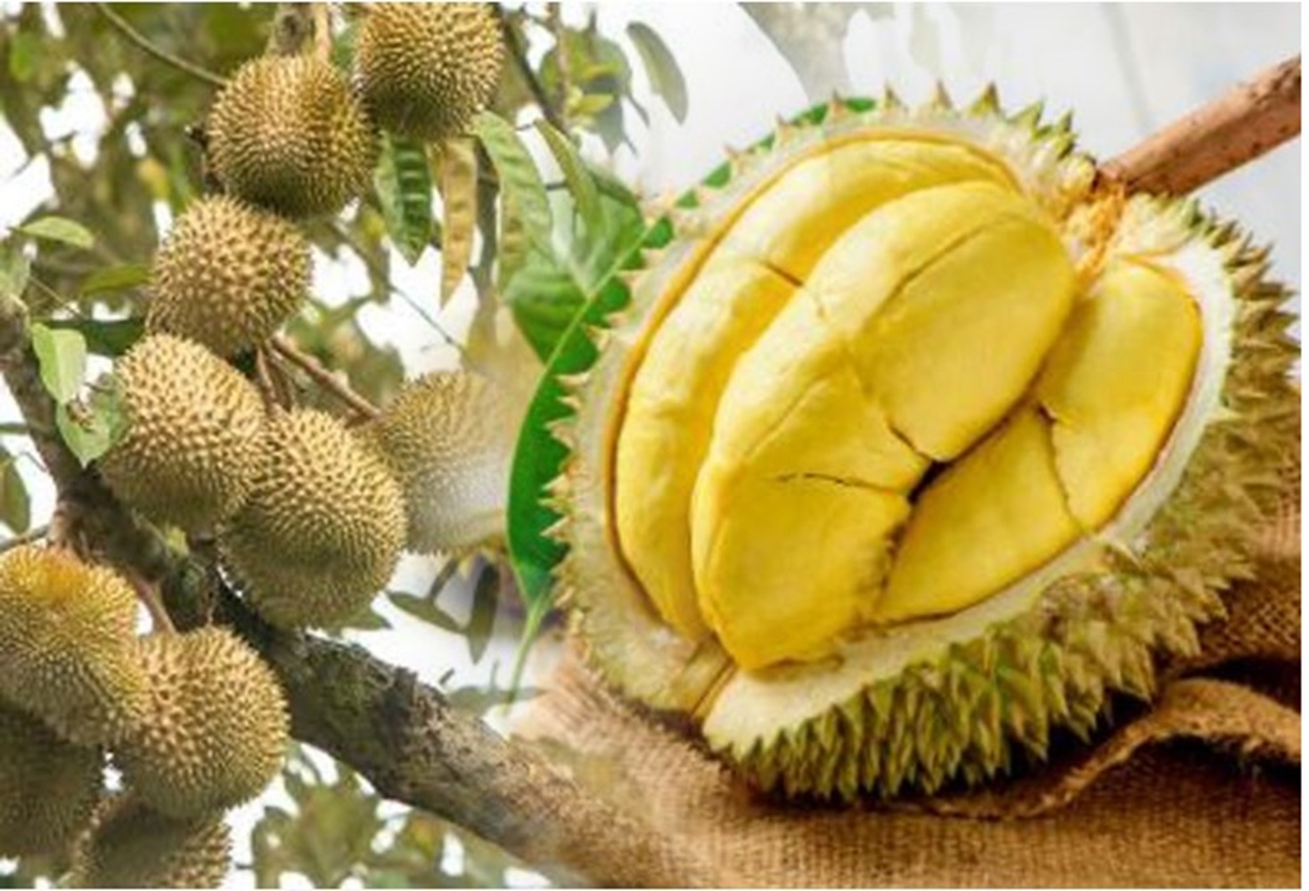 Jangan Makan Durian Bersamaan Mengonsumsi Alkohol, Bisa Ganggu Metabolisme Tubuh 
