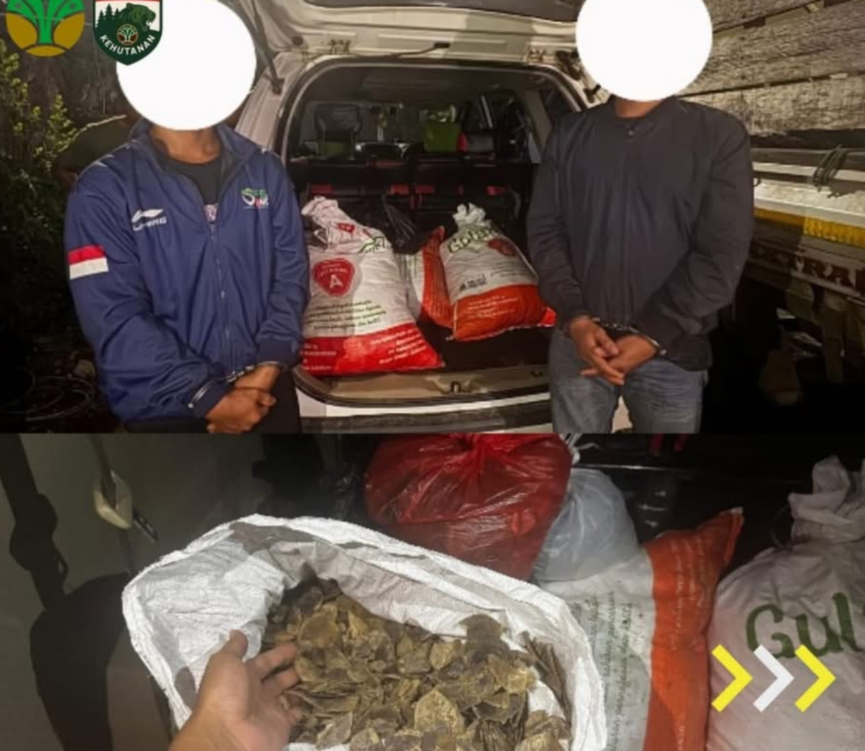 Perdagangan 80,5 Kg Sisik Trenggiling Terbongkar, Tiga Pelaku Diamankan di Kalsel