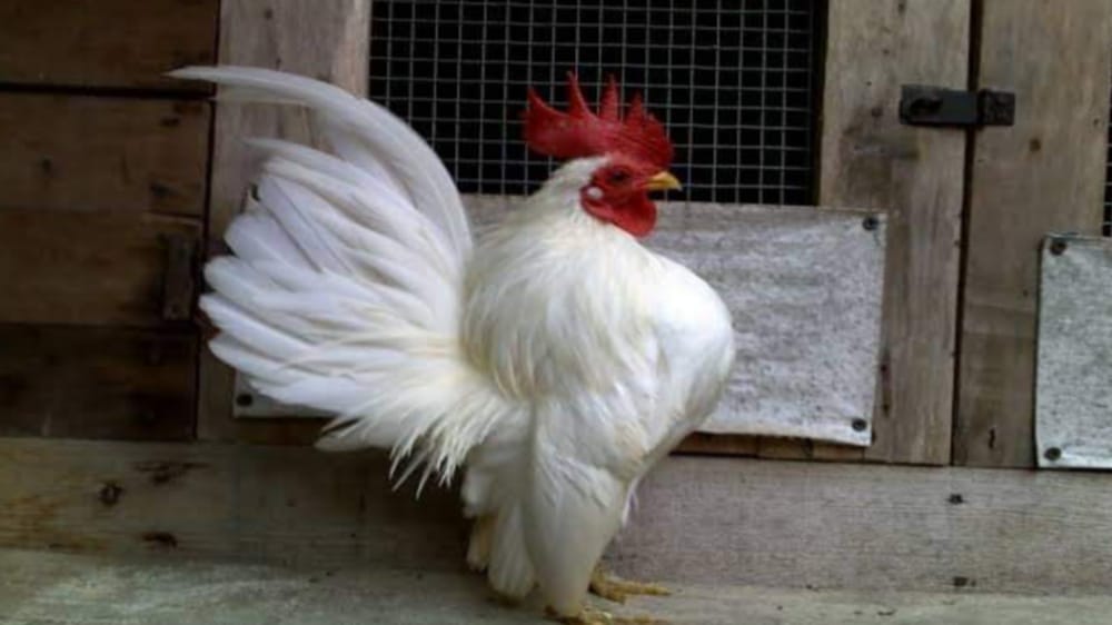 Ayam Serama, Ayam Mungil dari Negeri Jiran Malaysia