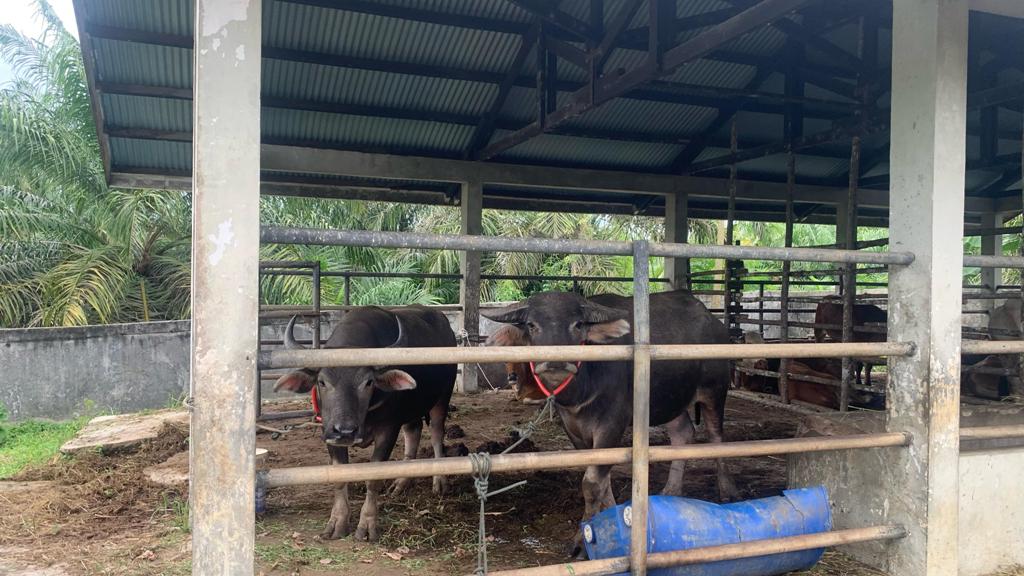 Cegah Wabah Ternak, Pemprov Bengkulu Pastikan Stok Vaksin dan Obat Hewan Aman