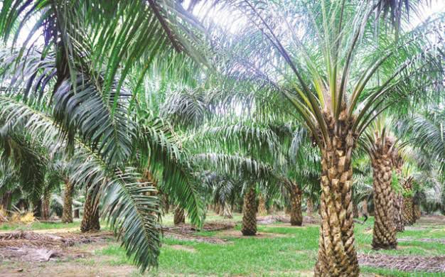Harga TBS Sawit di Mukomuko Kembali Anjlok, Tertinggi Hanya Rp 2.730 per Kilogram
