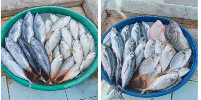 5 Ikan Laut dengan Kandungan Merkuri Tinggi, Berbahaya Bila Dikonsumsi