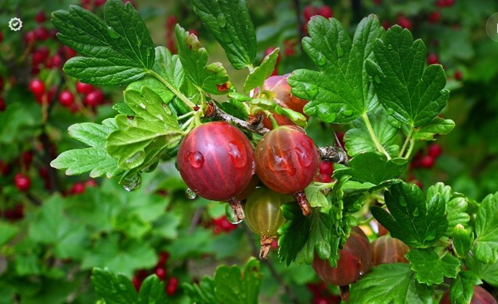 Kaya Vitamin C dan Antioksidan, Gooseberry Bantu Bersihkan Darah Ibu Hamil, Kurangi Mual Pagi Hari 