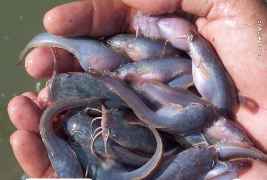 Kualitas Air Buruk, Berikut Deretan Penyebab Ikan Lele Terkena Penyakit Kembung dan Cara Menanganinya