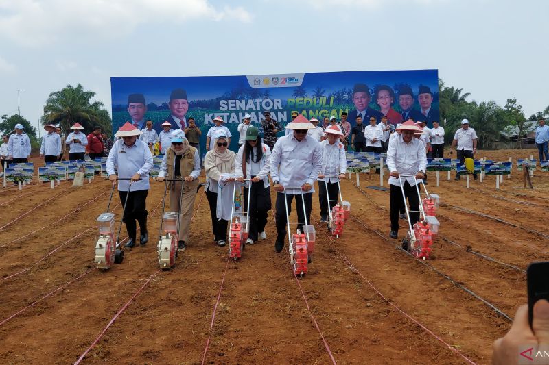 Jagung Bengkulu Tembus 8,83 Ton per Hektare, Kalahkan Rata-Rata Nasional