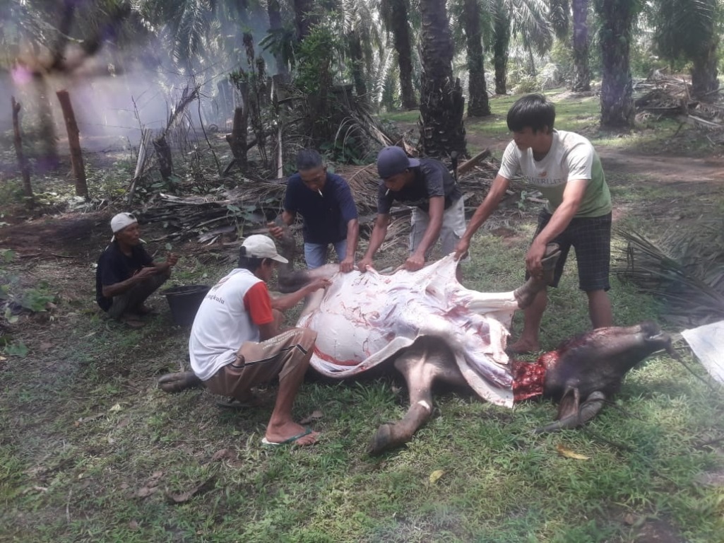 Ratusan Kerbau Mati Akibat Penyakit Ngorok, Peternak Rugi Besar