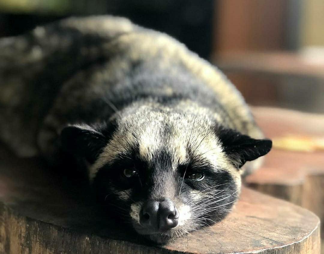 Mengenal Fakta-Fakta Menarik tentang Luwak yang Wajib Diketahui