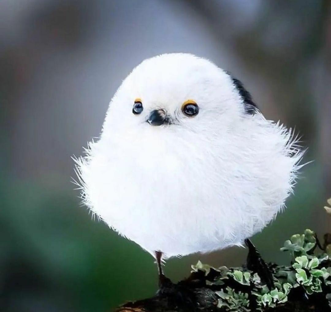 Burung Shima Terkenal dengan Bulu yang Cantik, Ini 9 Fakta Unik Tentangnya