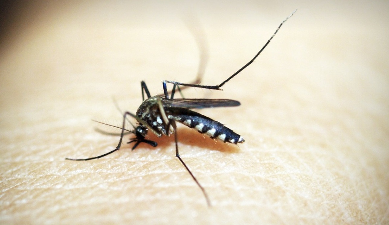 DBD dan Chikungunya Mana yang Paling Berbahaya? Penularan Virus Sama-sama dari Gigitan Nyamuk 