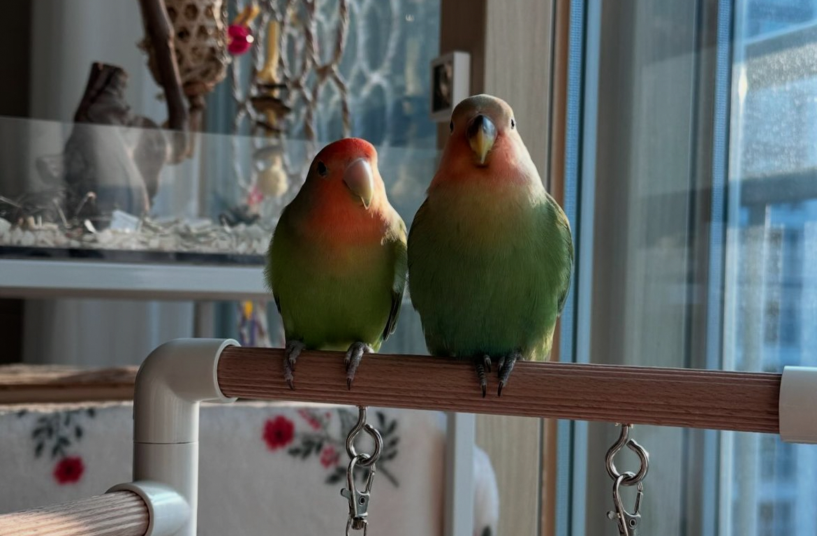 Panduan Merawat Lovebird untuk Pemula: Tips Sederhana agar Burung Sehat dan Bahagia