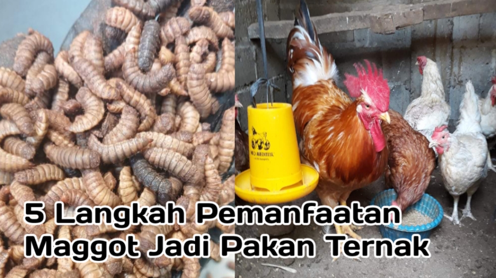 5 Langkah Mudah Memanfaatkan Maggot Sebagai Pakan Ternak