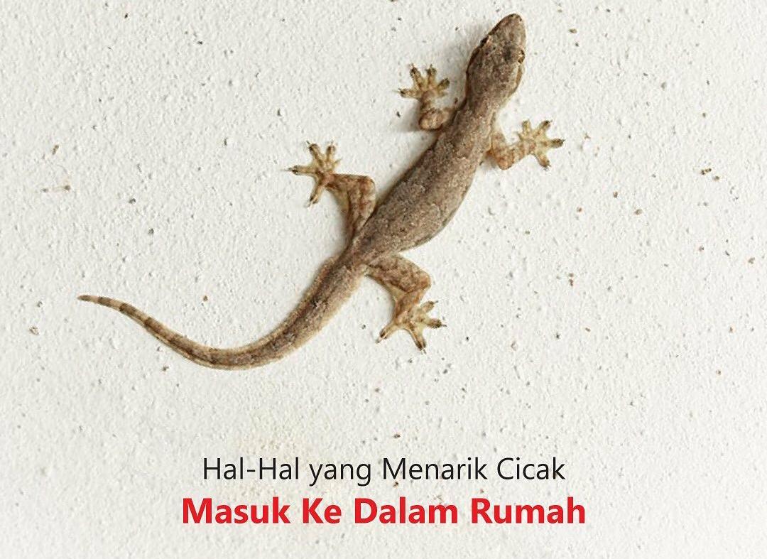 Mengungkap Alasan dan Cara Mencegah Cicak Masuk ke Dalam Rumah